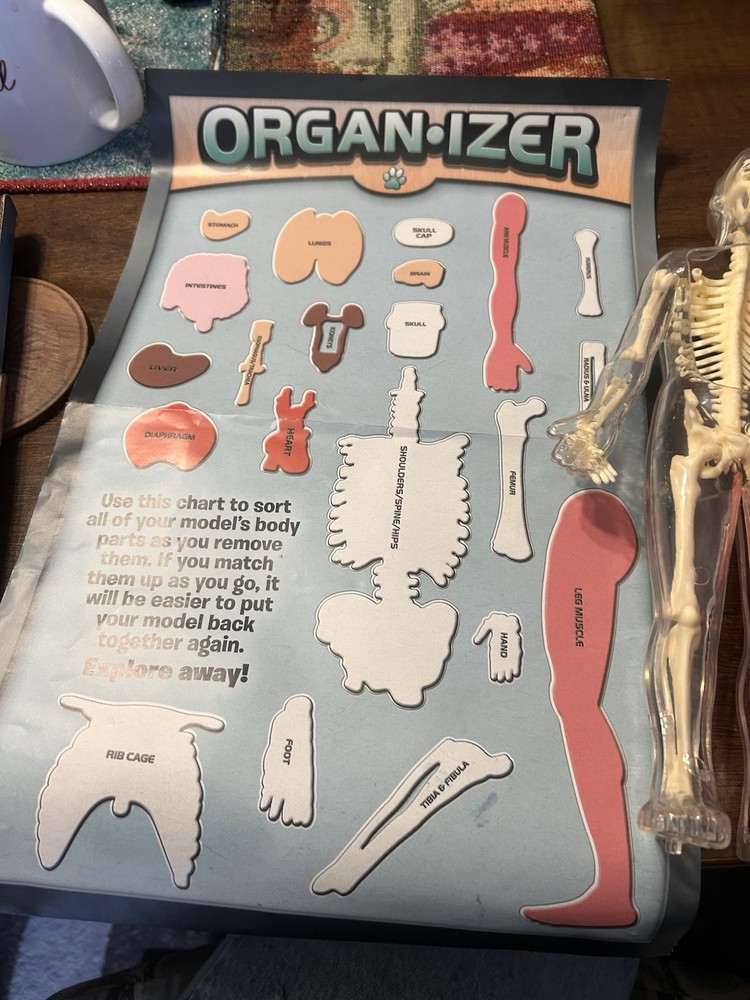 Smart Lab Squishy Human Body