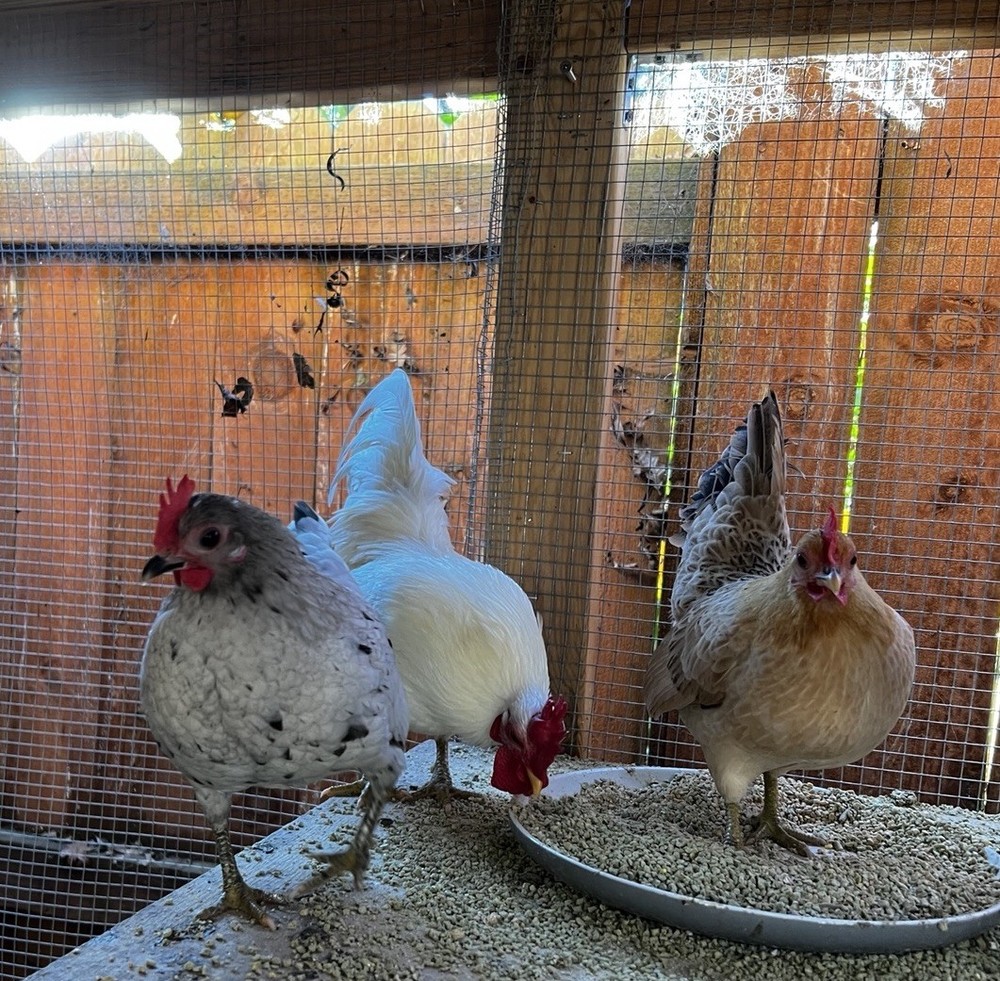 6+ Serama Teacup Chicken Hatching Eggs