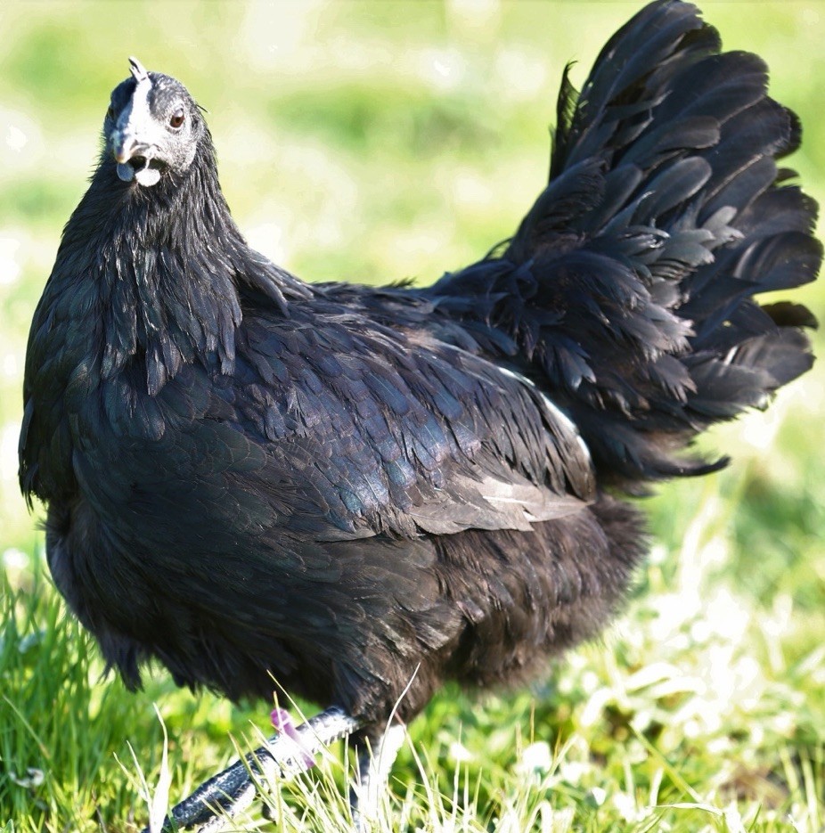 10++ NPIP Ayam Cemani Hatching Eggs - Read Description