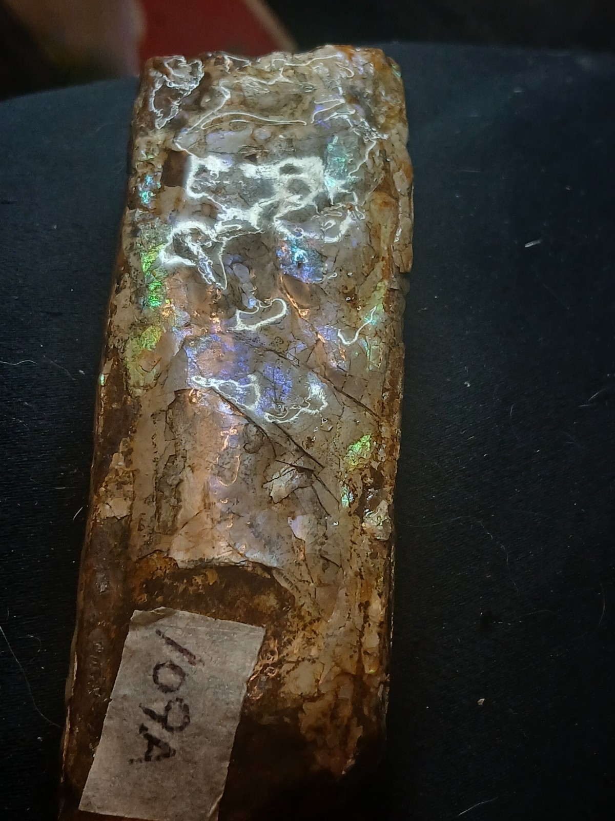 Brilliantly Colored Baculite/Iridescent/Opalized/Ammolite Gemstone