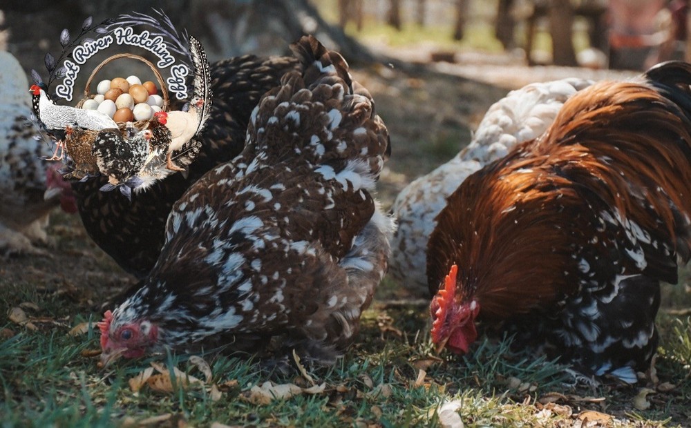 Bantam Cochin Hatching Eggs 6 Eggs Assorted Colors NPIP
