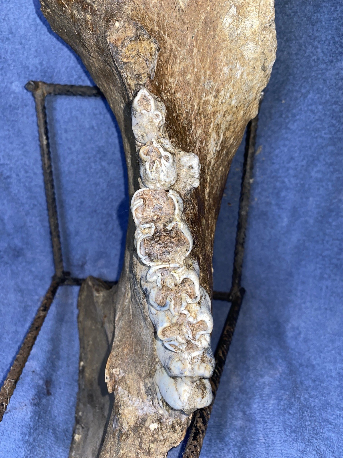 Hippopotamus Jaw Fossil, Indonesia Ice Age