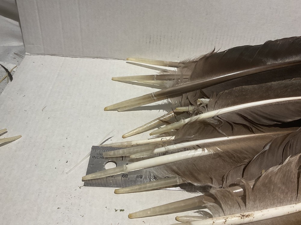 Peacock Wing Feathers Large Multi Color 15 Lot