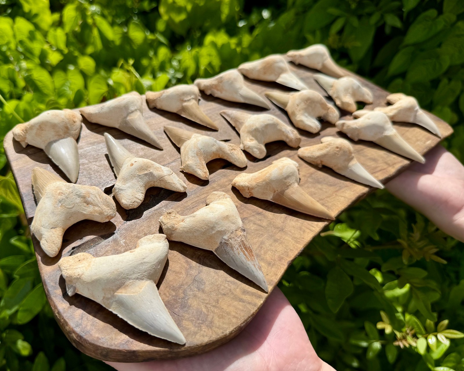 LARGE Shark Tooth Fossils, Natural Fossilized Shark Teeth - Choose Size & Amount
