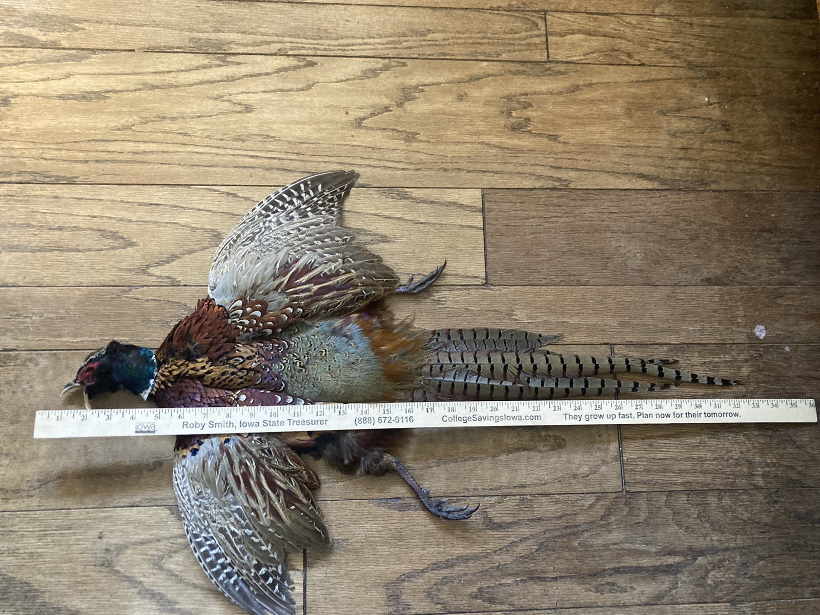 Rooster RINGNECK PHEASANT Full SKIN 2 Wings Tail Feathers Wall Art Man Cave