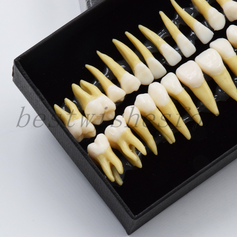 Dental Study 1:1 Permanent Demonstration Teeth Model #7008 28 Pcs/set