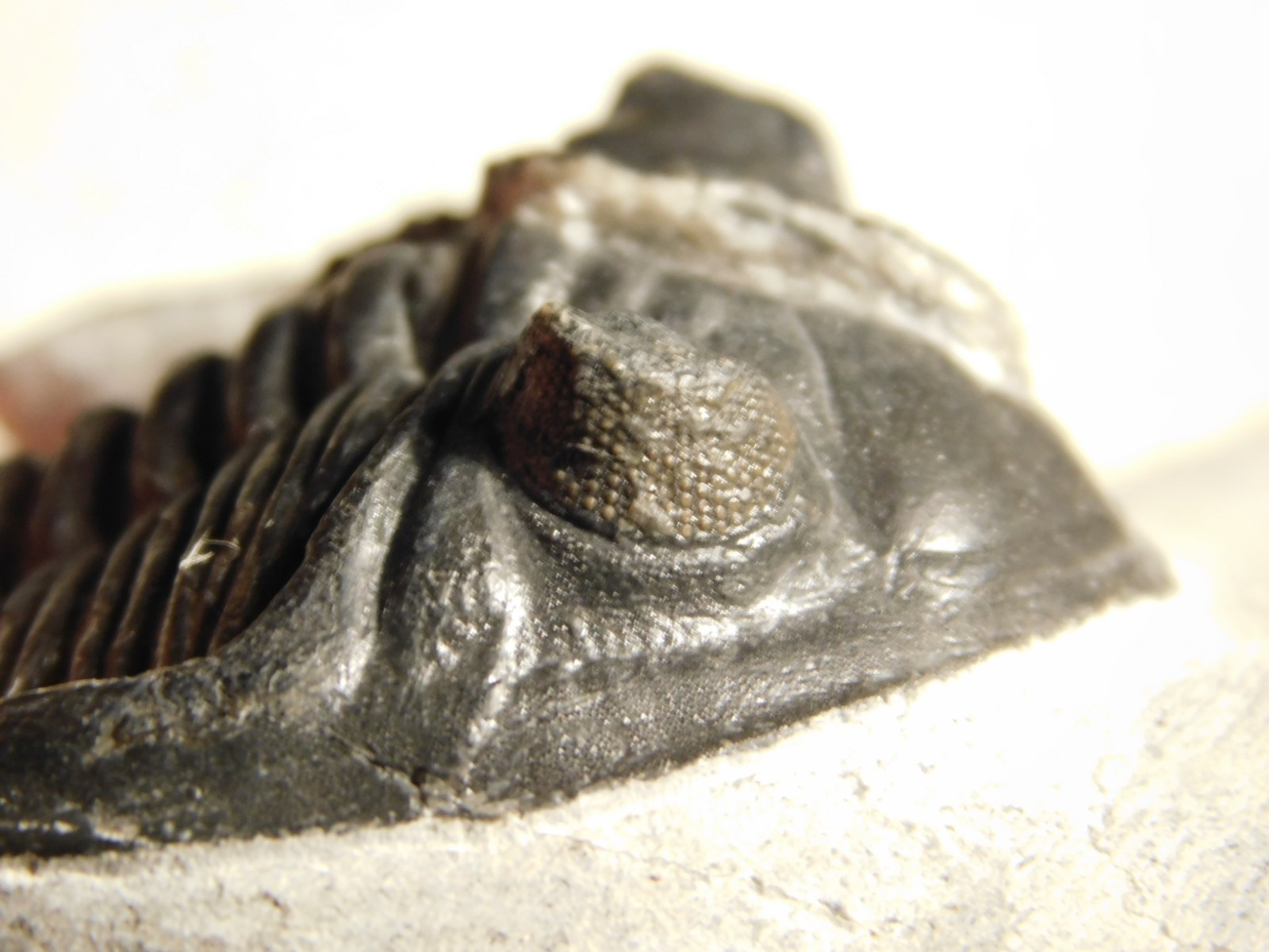 Enrolled! Hollardops TRILOBITE Fossil Nice and 100% Natural Morocco 208gr