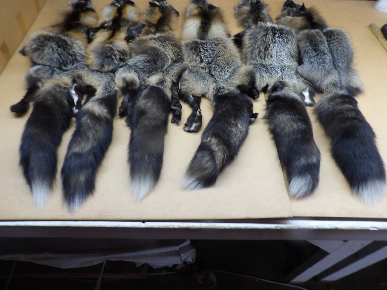 Tanned #1 Alaskan Cross Fox Hides Top Lot/Furs/Taxidermy/Crafts/Freshly tanned