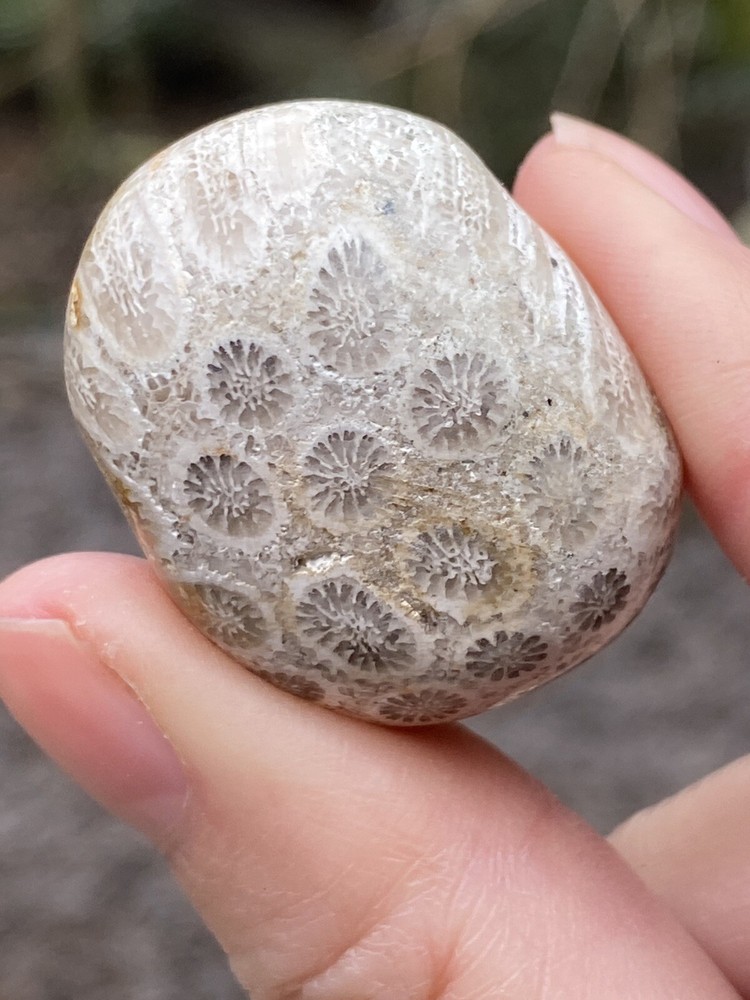 Fossilised Coral Tumblestone AAA+