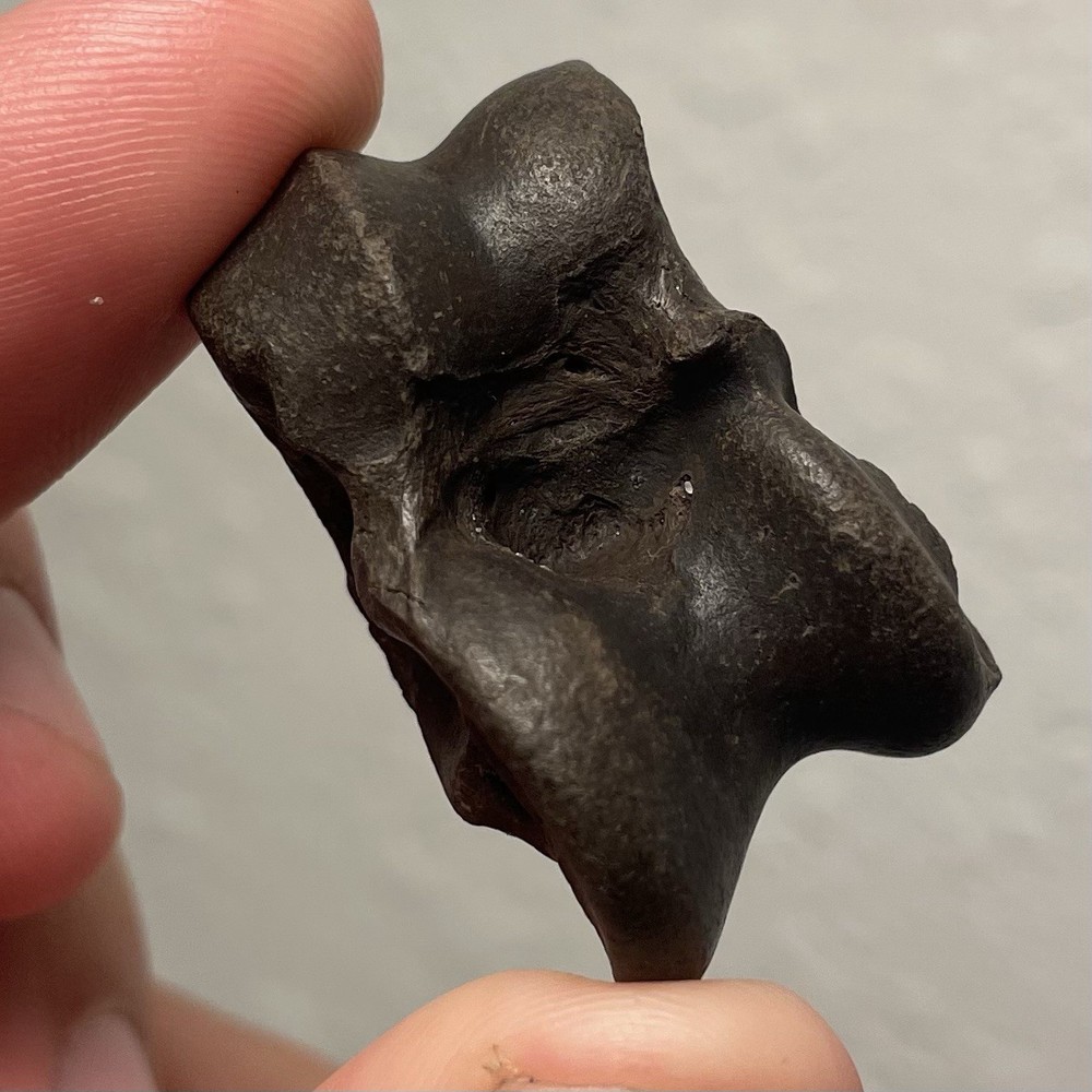 Fossilized Deer Ankle Bone Ice Age Florida Fossil