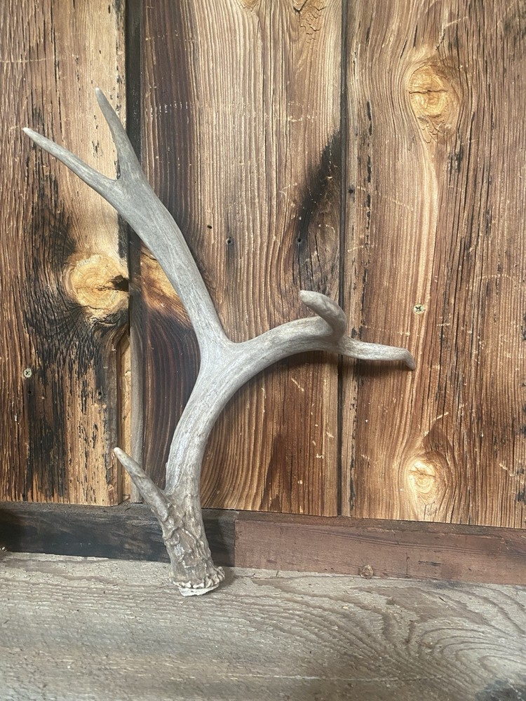 Funky Mule Deer Shed ~ Antler