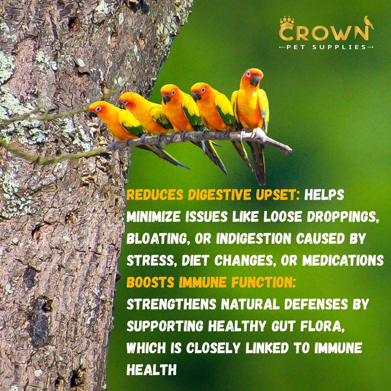 Probiotic Parrots Powder, Diarrhea, Nutrition, Growth & Immunity For Birds