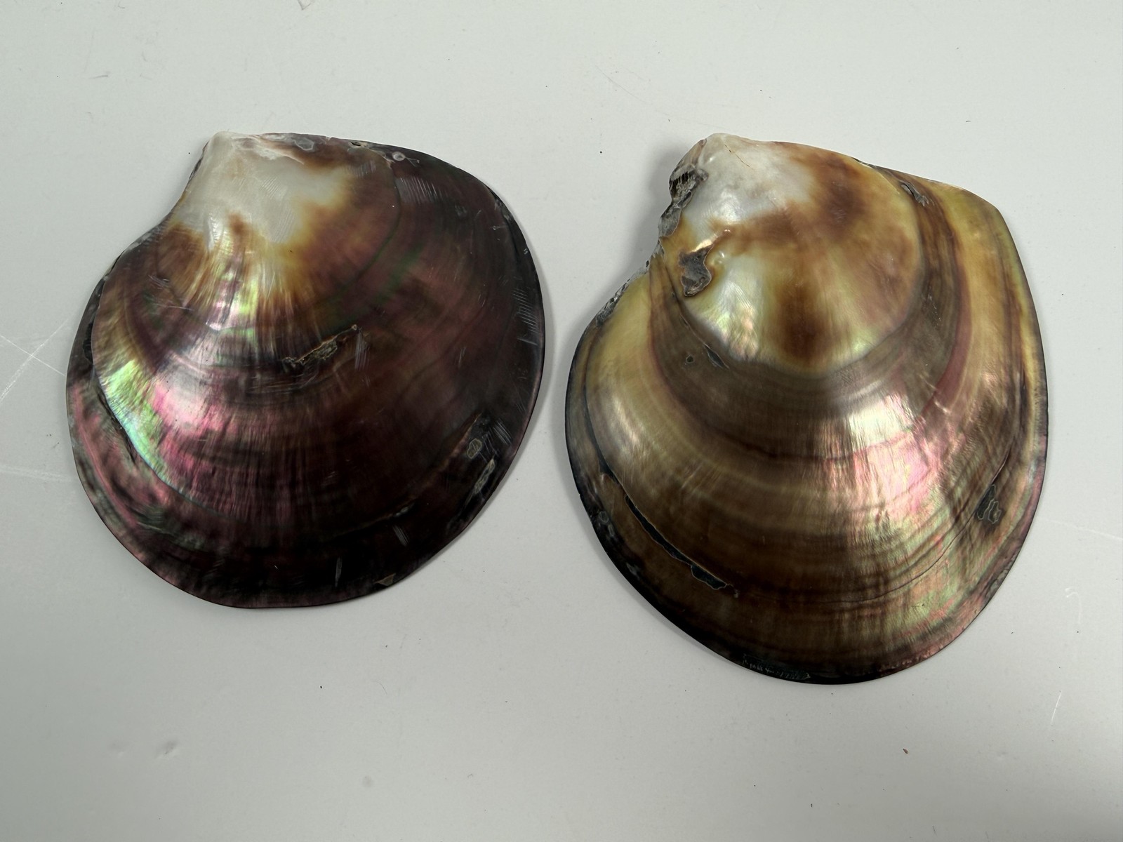 Black Lip Oyster Shells Iridescent Mother Of Pearl Lot of 2