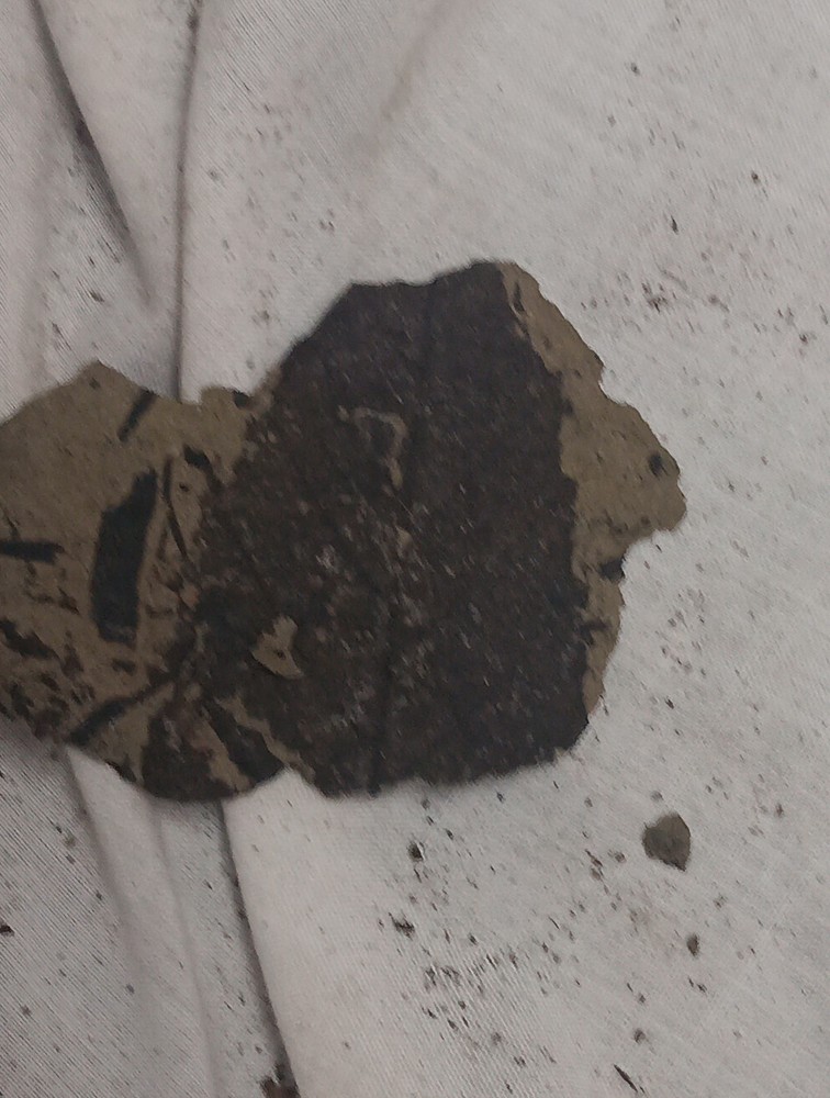 Small Thin Fossilized Leaf