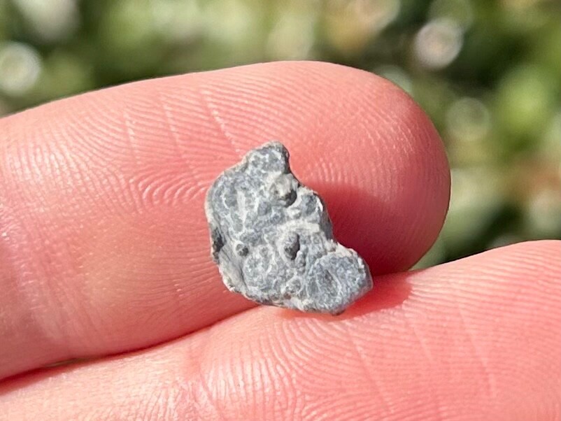 Fossil Trilobite Peronopsis interstrictus Utah Cambrian Age Bug