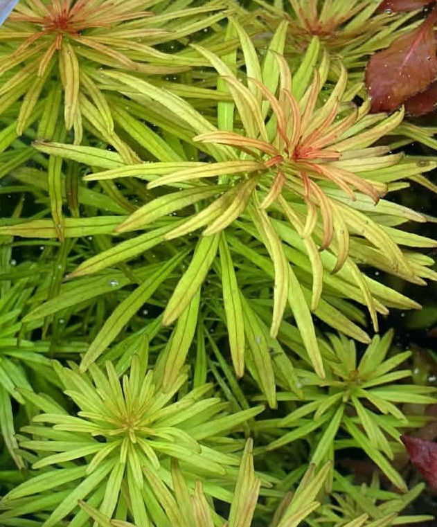 Ludwigia Meta