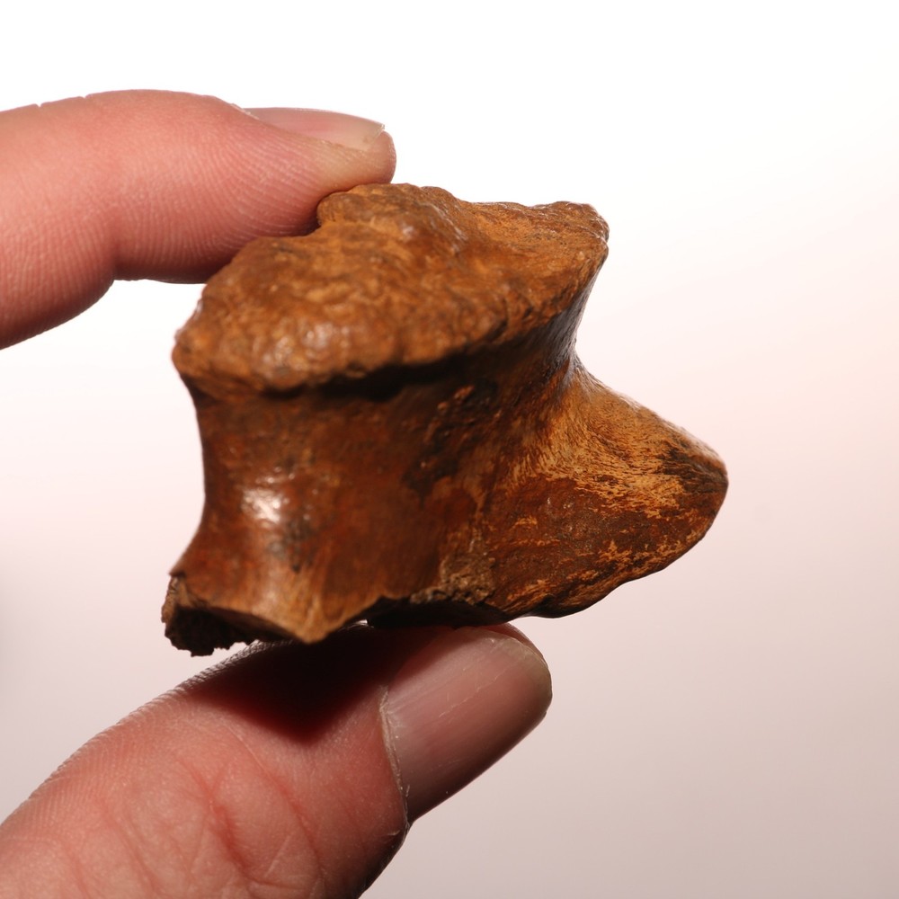 Dinosaur Process / Skull Connection Fossil - Hell Creek Formation - Cretaceous