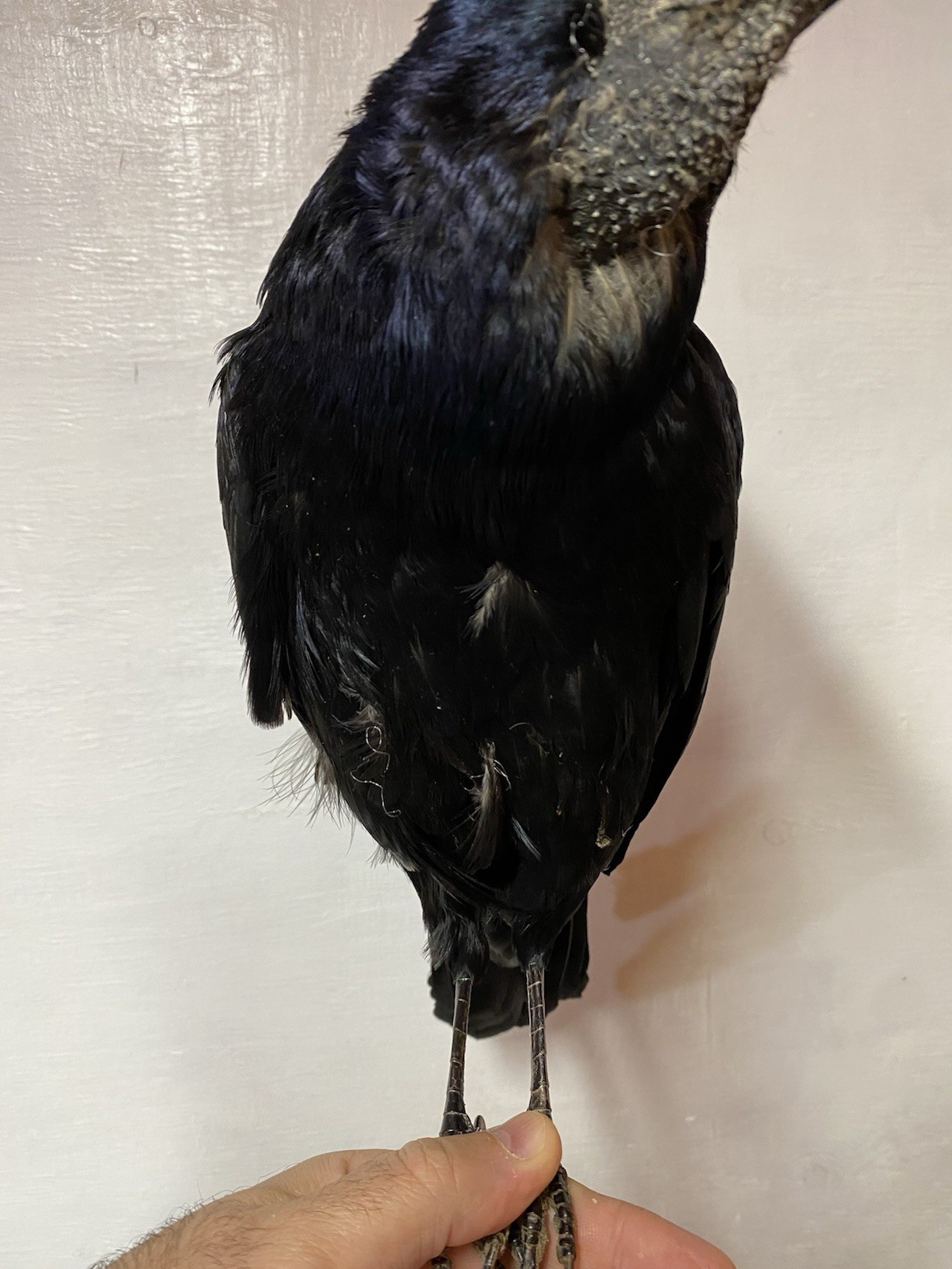 taxidermy ROOK Bird