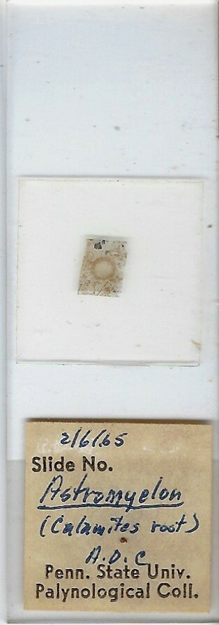 Astromyelon (Coal Fossil) Microscope Slide (A)