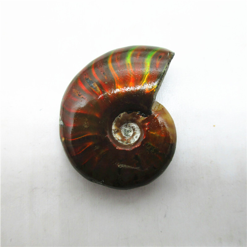 5X Natural Crystal Iridescent Ammonite Ammolite Facet Specimen Snail Fossil