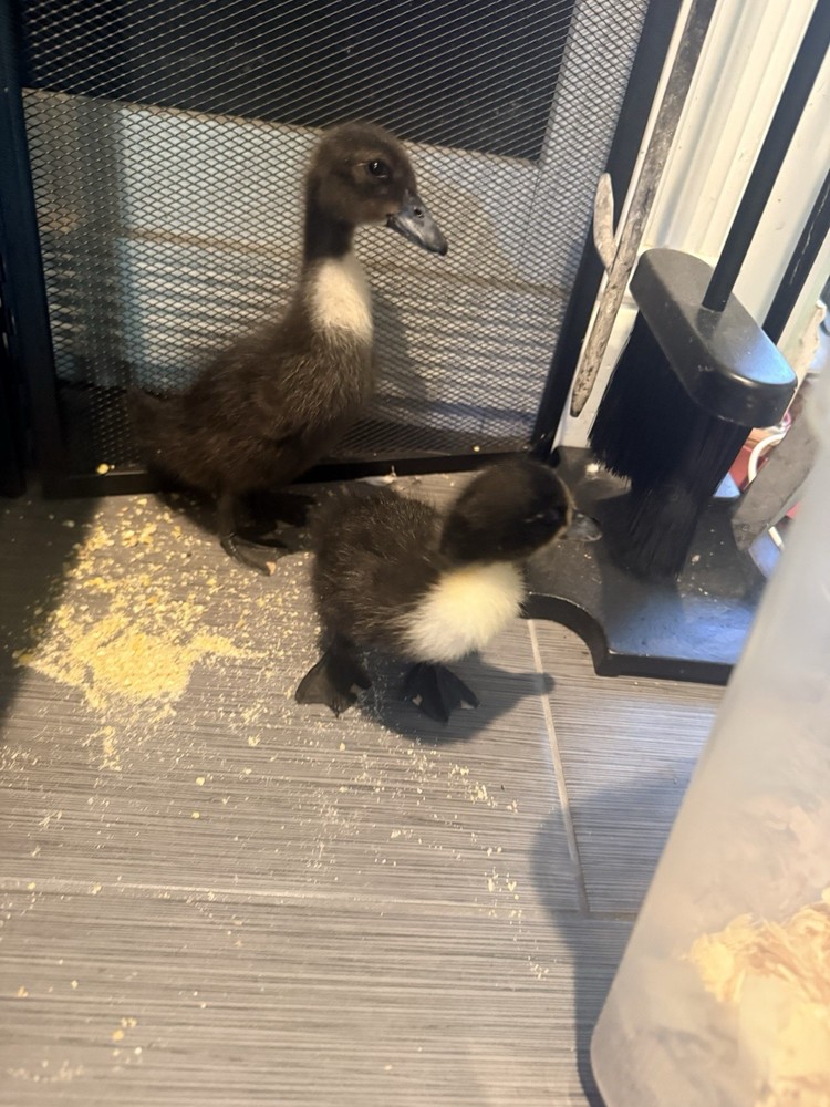 Sliver/black/blue Swedish 12 Hatching Eggs.