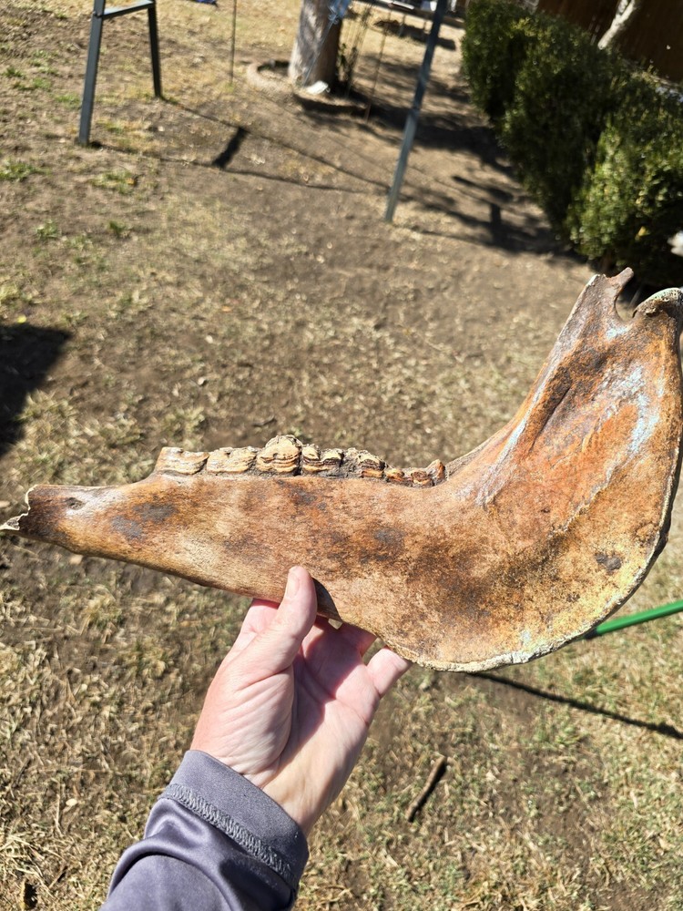 Nice Horse Jaw !