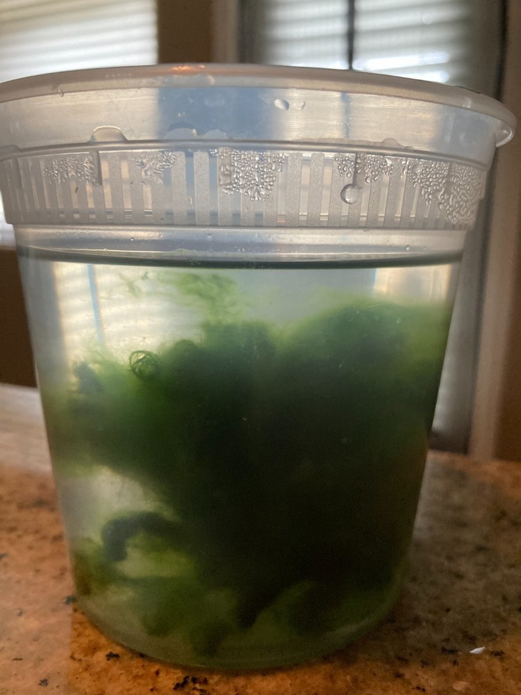 Live Marimo Moss-Algae Aquatic Snail Free