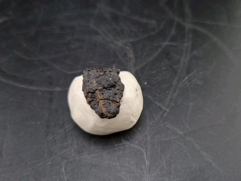 Fossil Dinosaur Permineralized Tooth T-rex 🦖