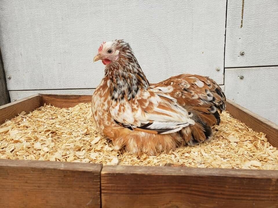 2 Dozen bantam cochin hatching eggs