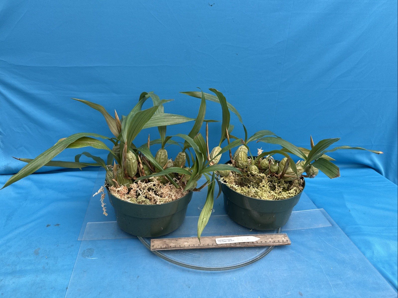 Coelogyne cristata ‘The Queen’ AM/AOS BS White Yellow Orchid Species 6” Pot