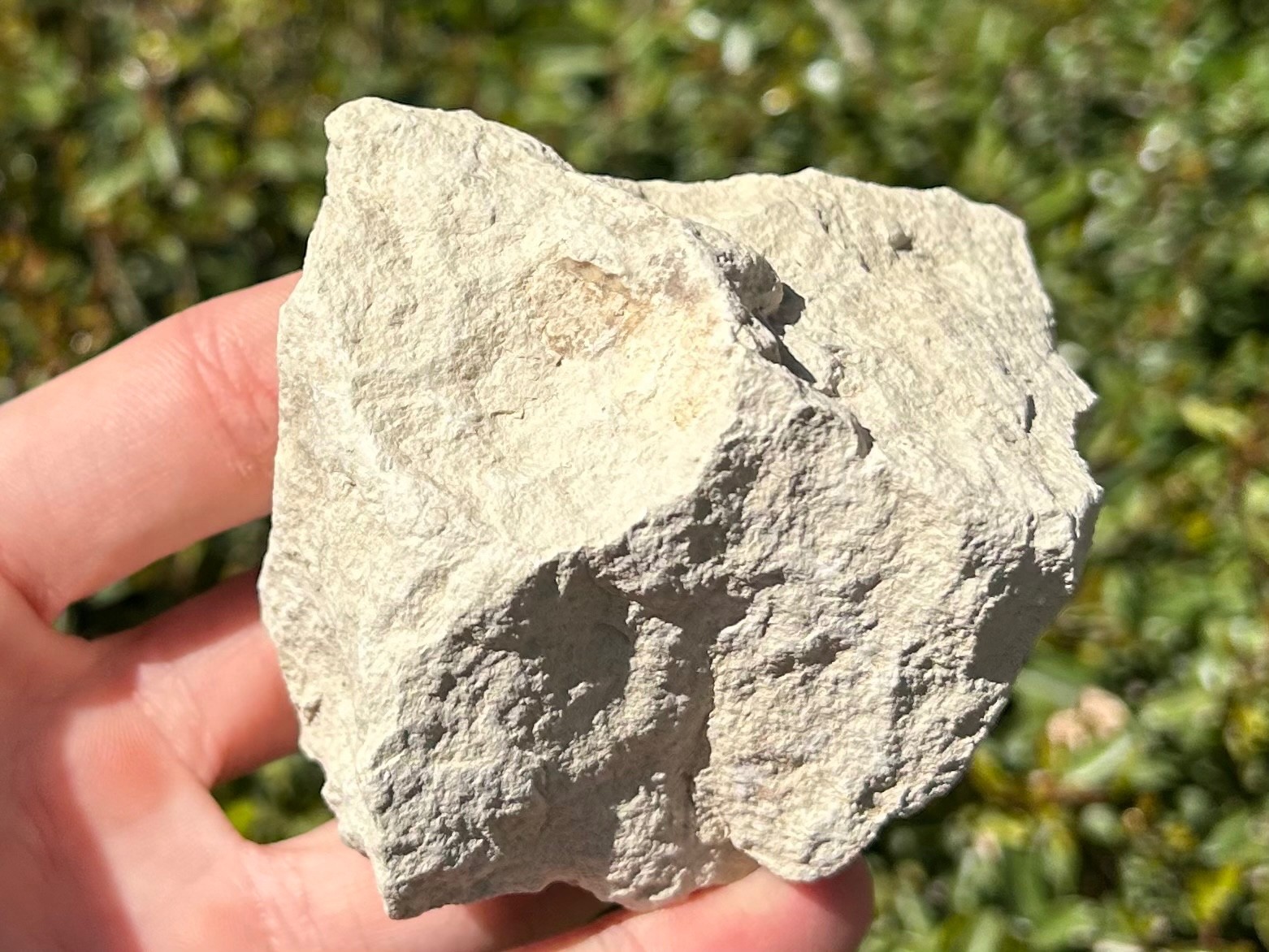 Unprepped Ammonite Fossil in Matrix Mortoniceras Texas Cretaceous Duck Creek Fm