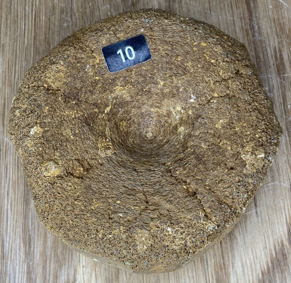 Fossil Specimen, Ichthyosaur Vertebrae, Lower Cretaceous, Berkshire, 75mm