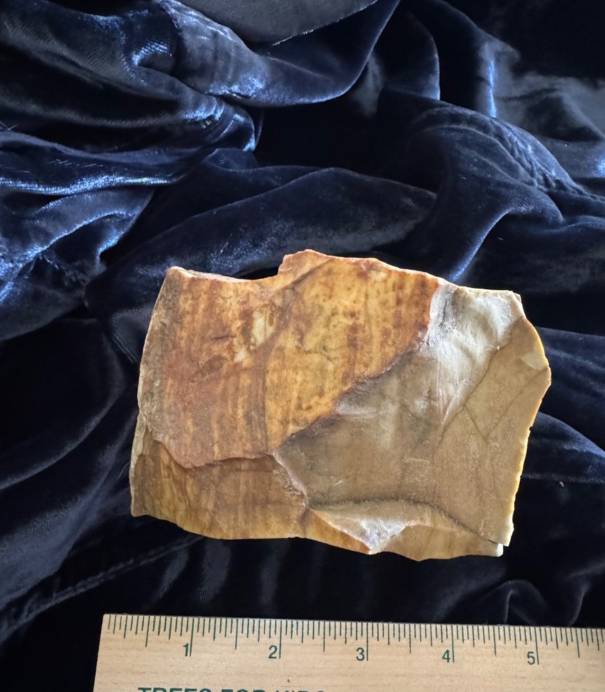 Petrified Wood