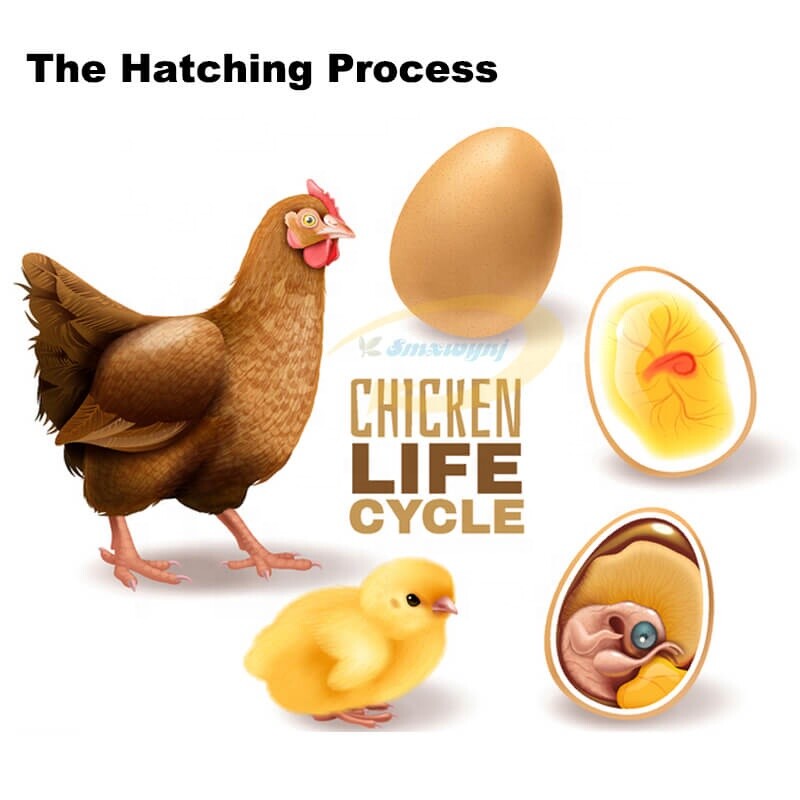 Automatic Hatching Machine Chicken Duck Goose Pigeon egg incubator