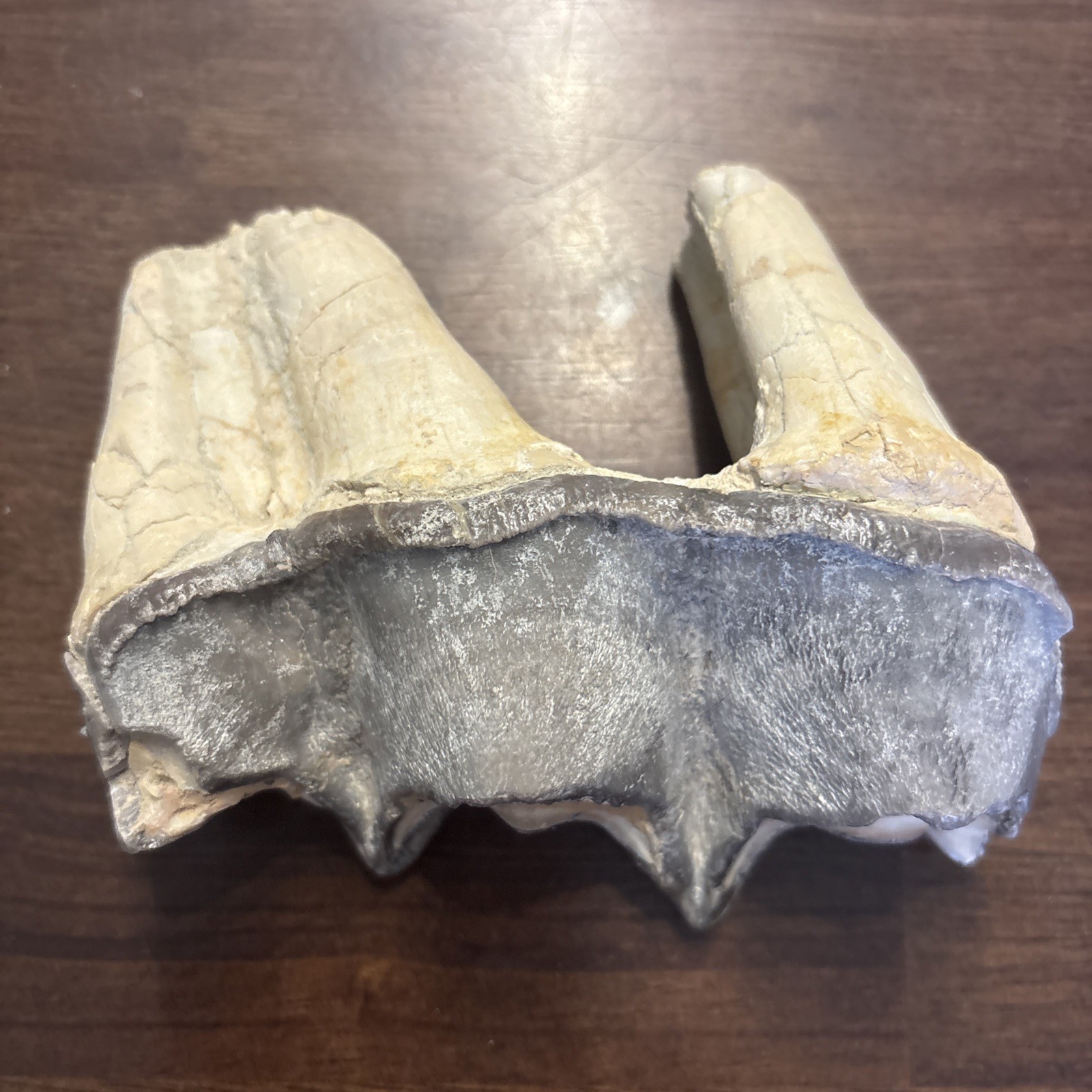 Rhino Lower molar Titanothere Late Eocene 35 Mill Fossil