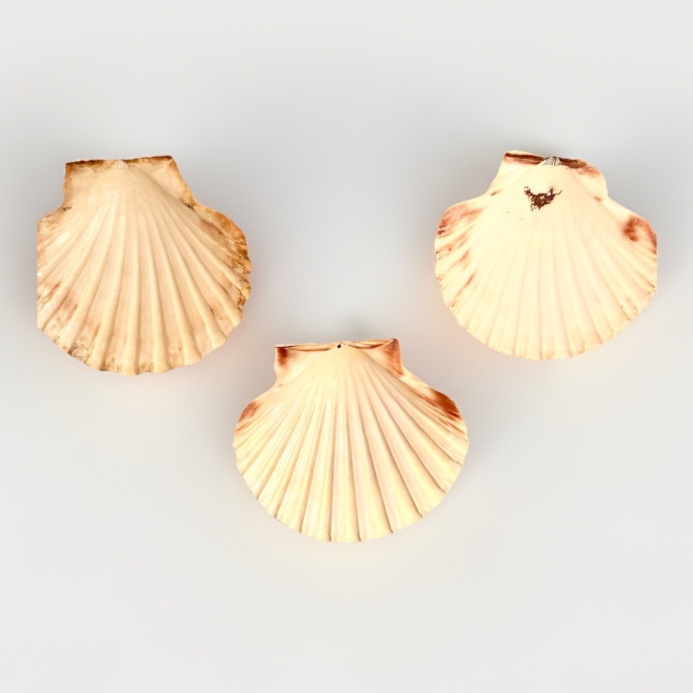Three Clam Shells 4 Inch Width