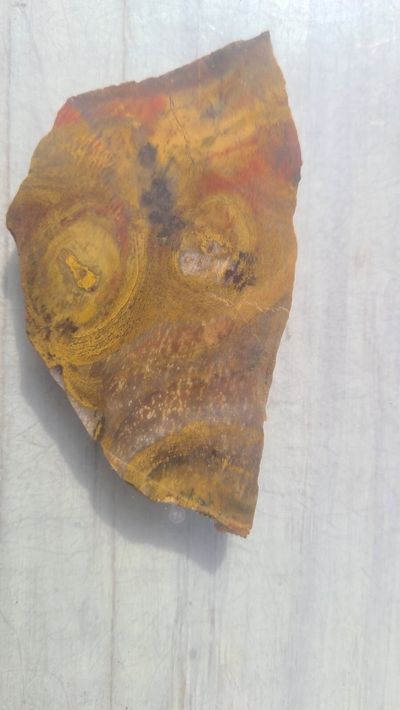 Petrified Wood Slab