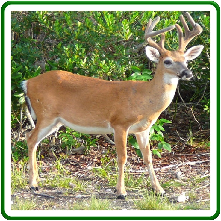 30 Custom Deer Personalized Address Labels