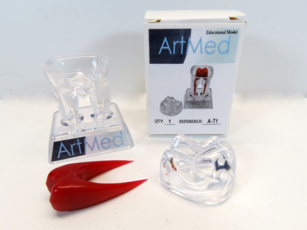 Dental Molar Tooth Practice 3" Model Crystal Base ARTMED