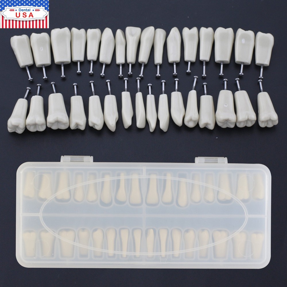 Columbia Dentoform 860Type Dental Typodont Exam Prep Model 32pcs Removable Teeth