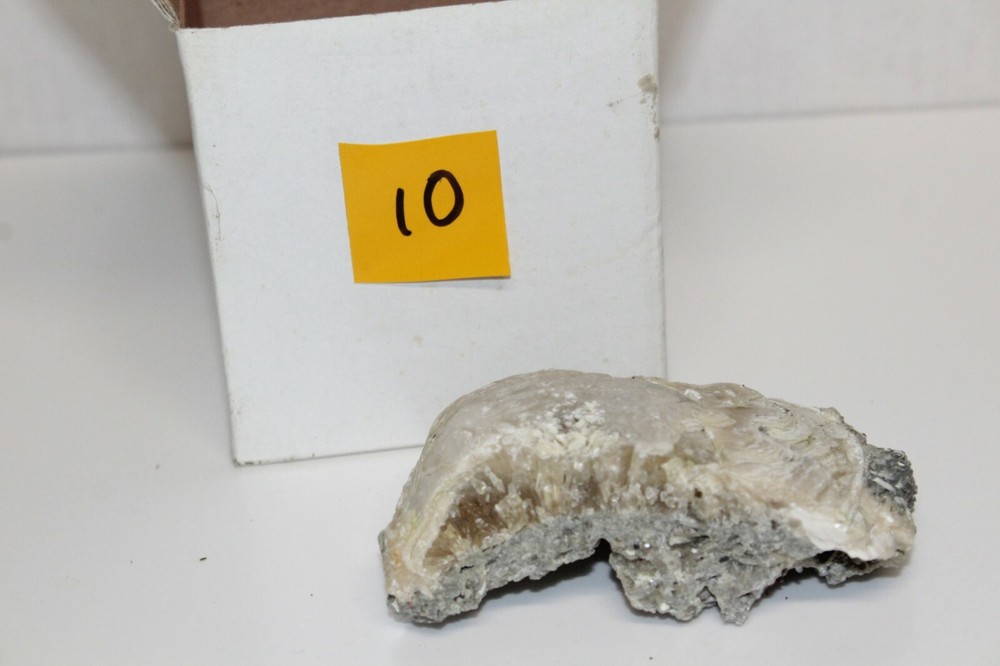 Calcite Fossil Clam Rucks Pit Florida #10