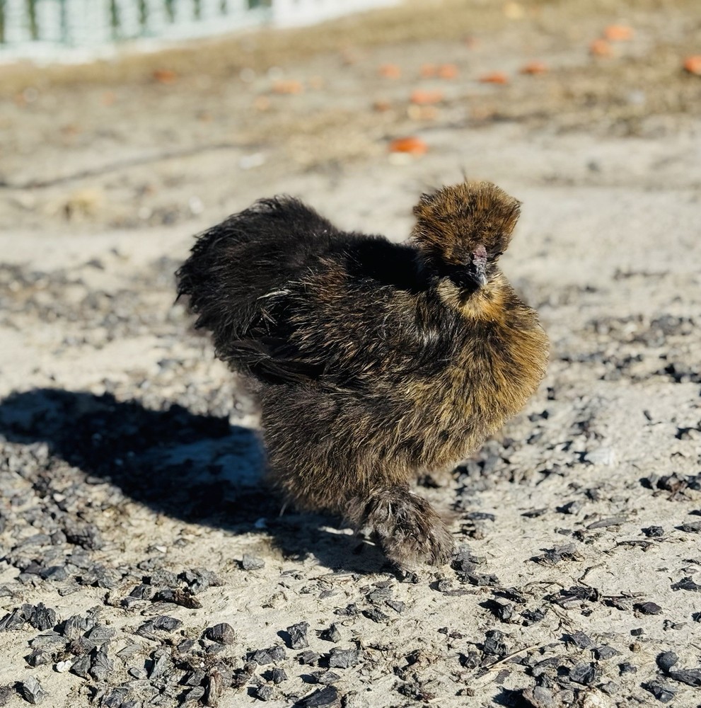 Silkie Chicken Hatching Eggs Assorted Colors