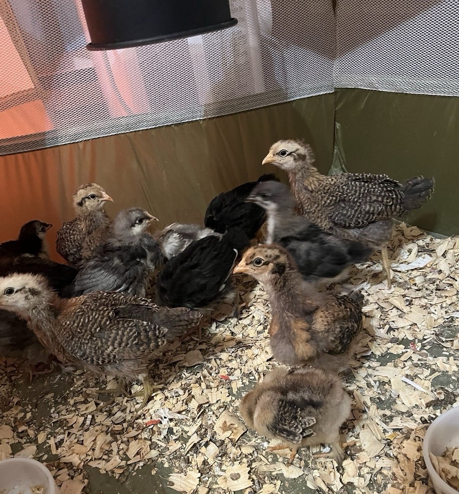BYM Hatching Eggs
