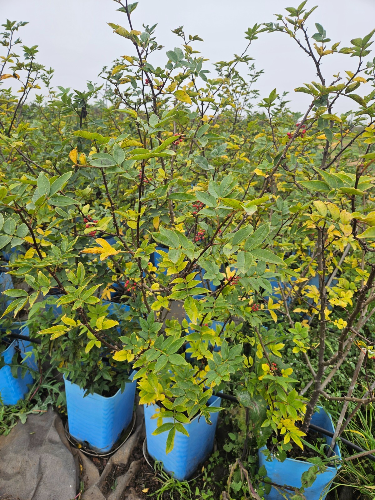 Sichuan Chinese pepper tree 花椒树苗