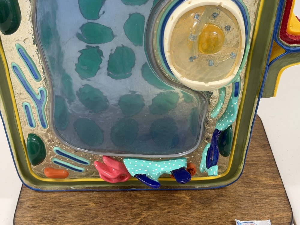 STACO Deluxe Plant Cell Model
