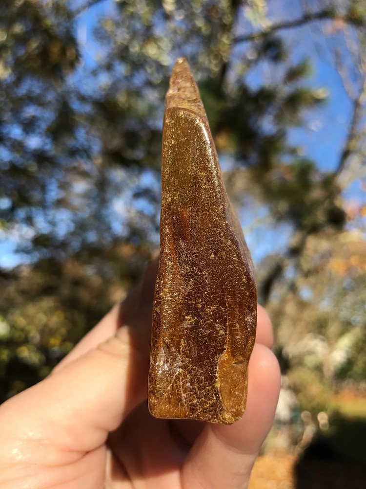 Baltic Amber
