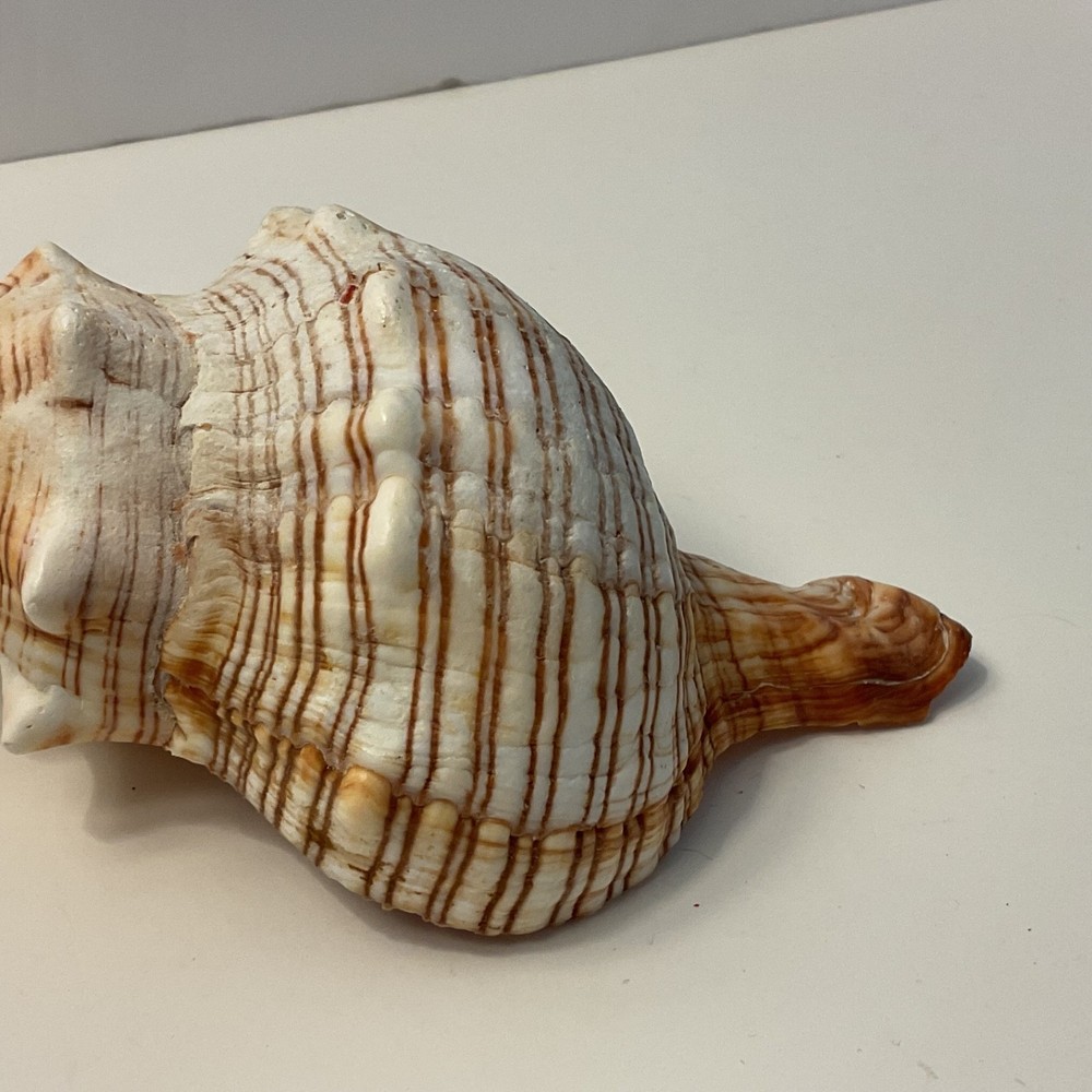 Conch Seashell Brown & White 7” Long Sea Shell