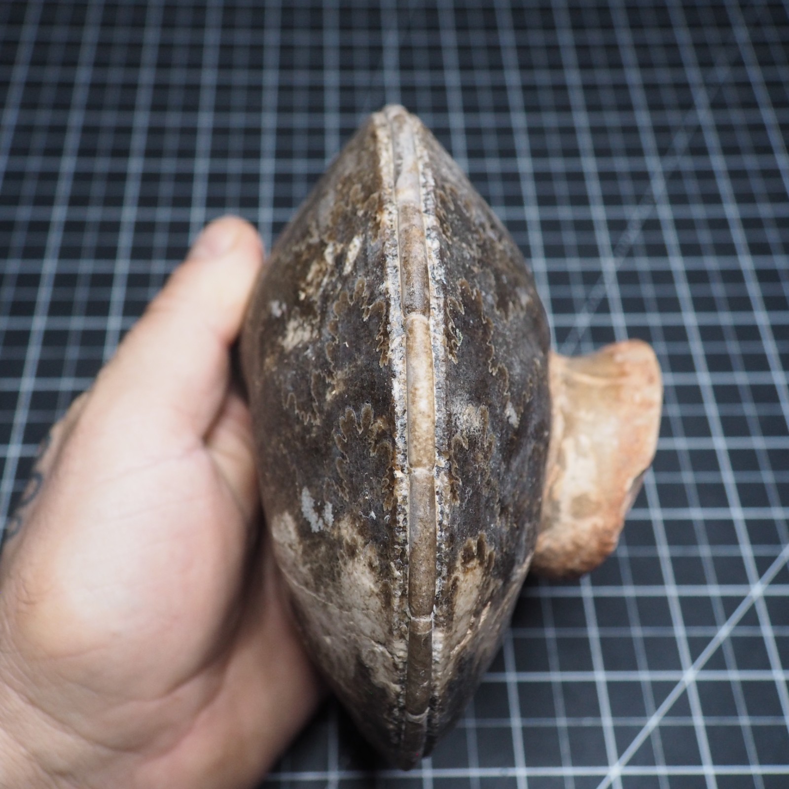 Study Specimen Choffaticeras Ammonite 155 mm 1.7 kg Fossil Siphuncle Cretaceous