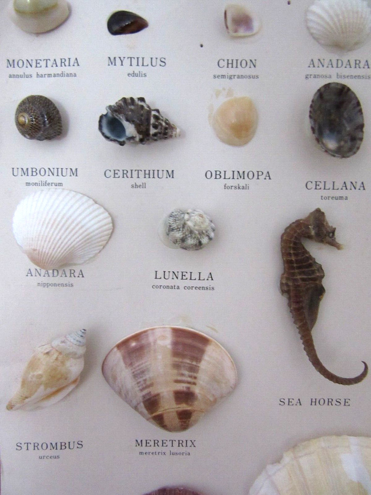 VINTAGE MARSCO SHELL COLLECTION ~ JAPAN