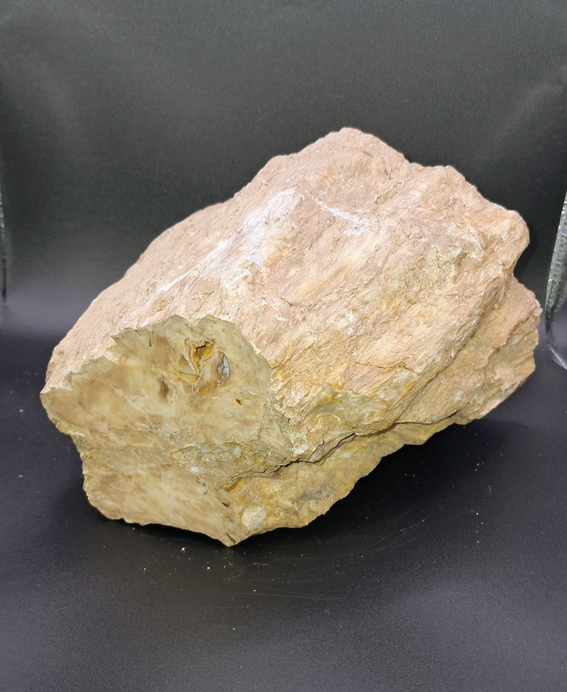 Petrified Wood. Large Limb Section Washington